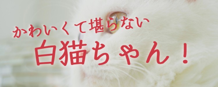 白猫好き集まれ～
